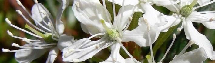 Ledum palustre: un curioso y potente antiinflamatorio homeopático